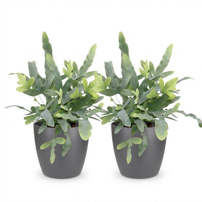 Green boutiQ - Kamerplant - Phlebodium aureum Blue Star - Blauwe Varen - Huisdiervriendelijke Plant - Blauw - 2 Planten - met Potter Grijs - Pot 12cm - Hoogte 25cm