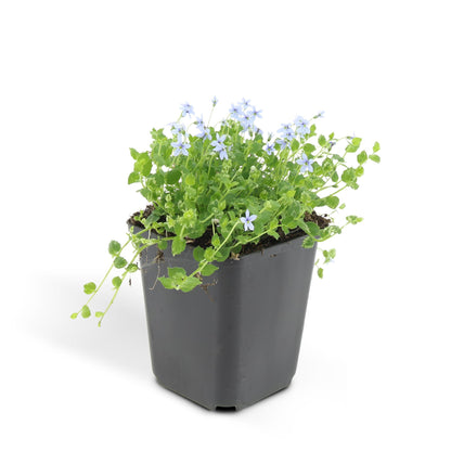 Isotoma fluviatilis - Sterretjesmat