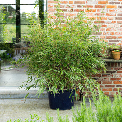 Fargesia Rufa - Niet Woekerende Bamboe - Bladhoudend - Groen - 1 Plant - Pot 23 cm - Hoogte 80 cm