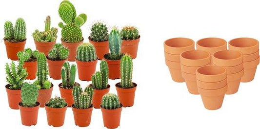Mini Cactus Mix - 18 Stuks - Ø 8,1 cm - Hoogte: 5-10 cm - Terracotta Potten