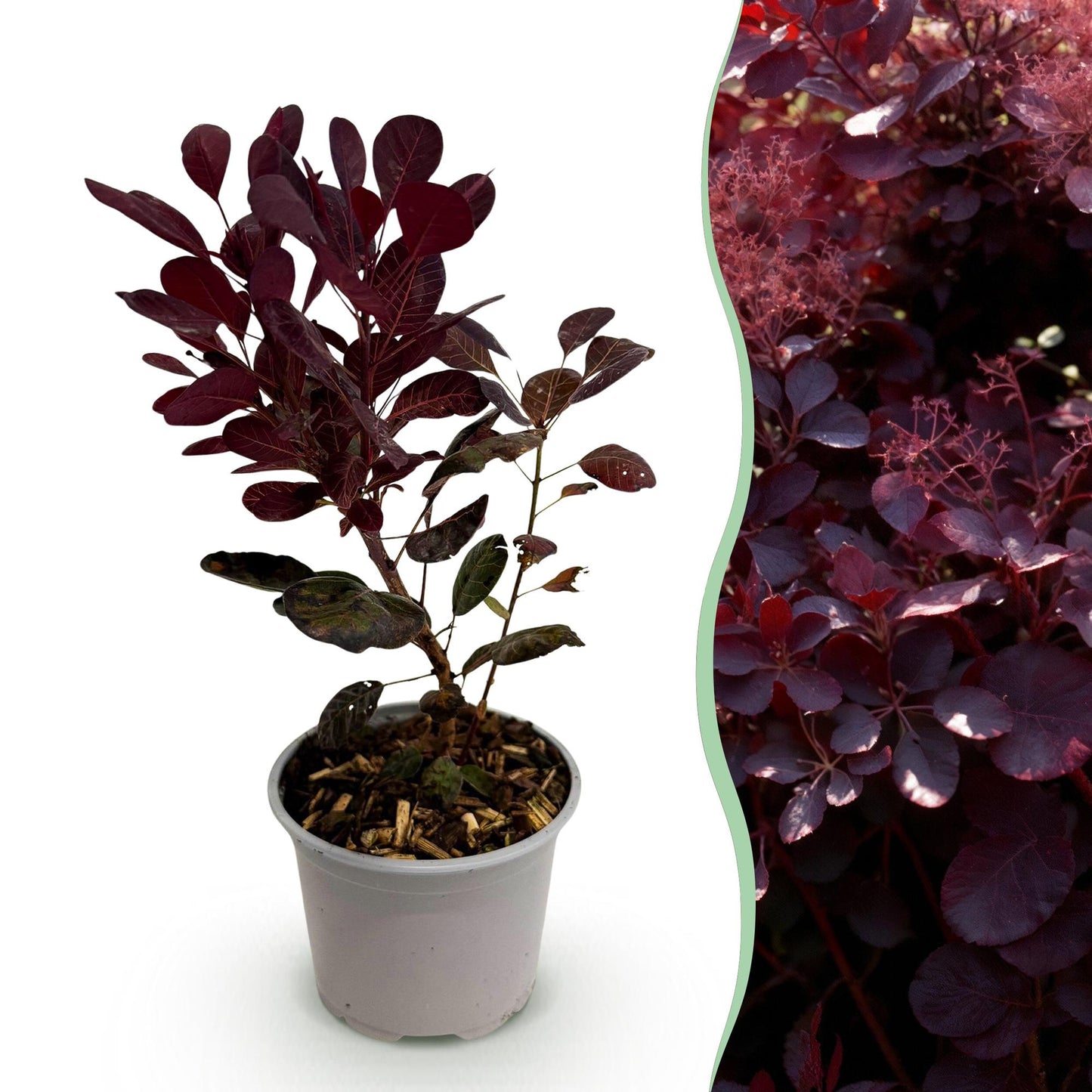 Cotinus coggyria 'Lilla' - Pruikenboom - hoogte 35cm