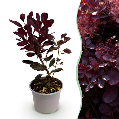 Cotinus coggyria 'Lilla' - Pruikenboom - hoogte 35cm