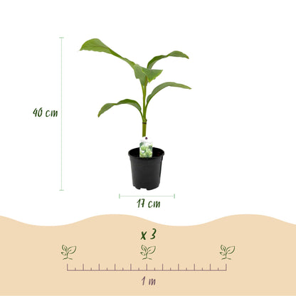 Musa 'Basjoo' - winterharde Bananenboom - 2 planten - Pot 17cm - Hoogte 40cm