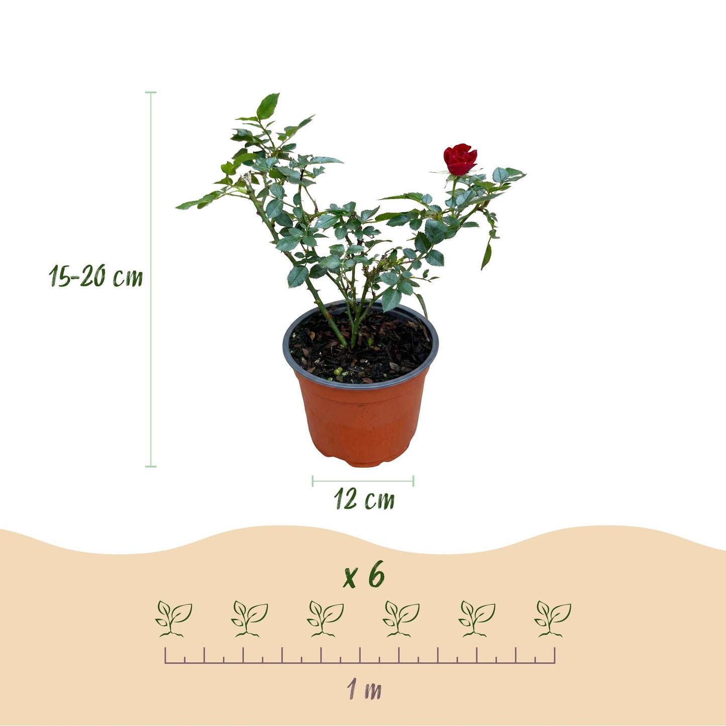 Rosa 'Rote The Fairy' - Roos - hoogte 20-25cm