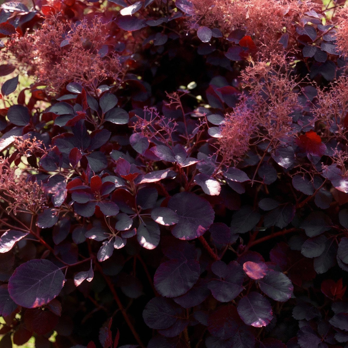 Cotinus coggyria 'Royal Purple' - Pruikenboom - hoogte 35cm
