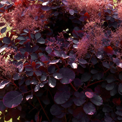 Cotinus coggyria 'Royal Purple' - Pruikenboom - hoogte 35cm