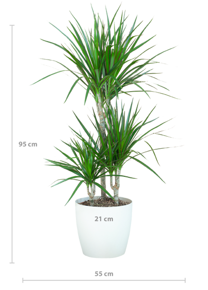 Dracaena Marginata met Potter wit - 95cm - Ø21