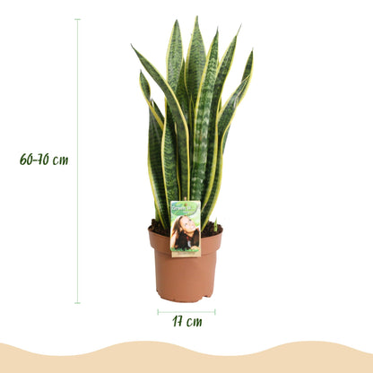 Sansevieria Laurentii - Vrouwentong - pot 17cm - hoogte 60-70cm