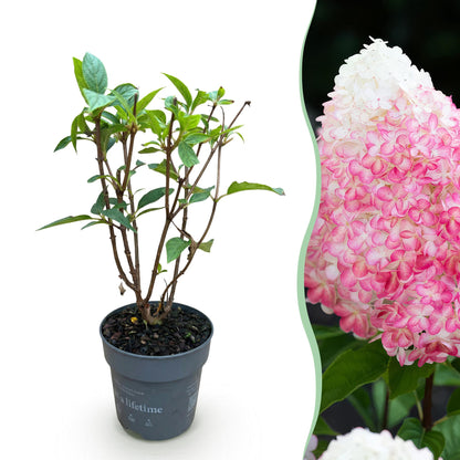 Hydrangea panniculata 'Living Pink & Rose' - Pluimhortensia - hoogte 20-30cm