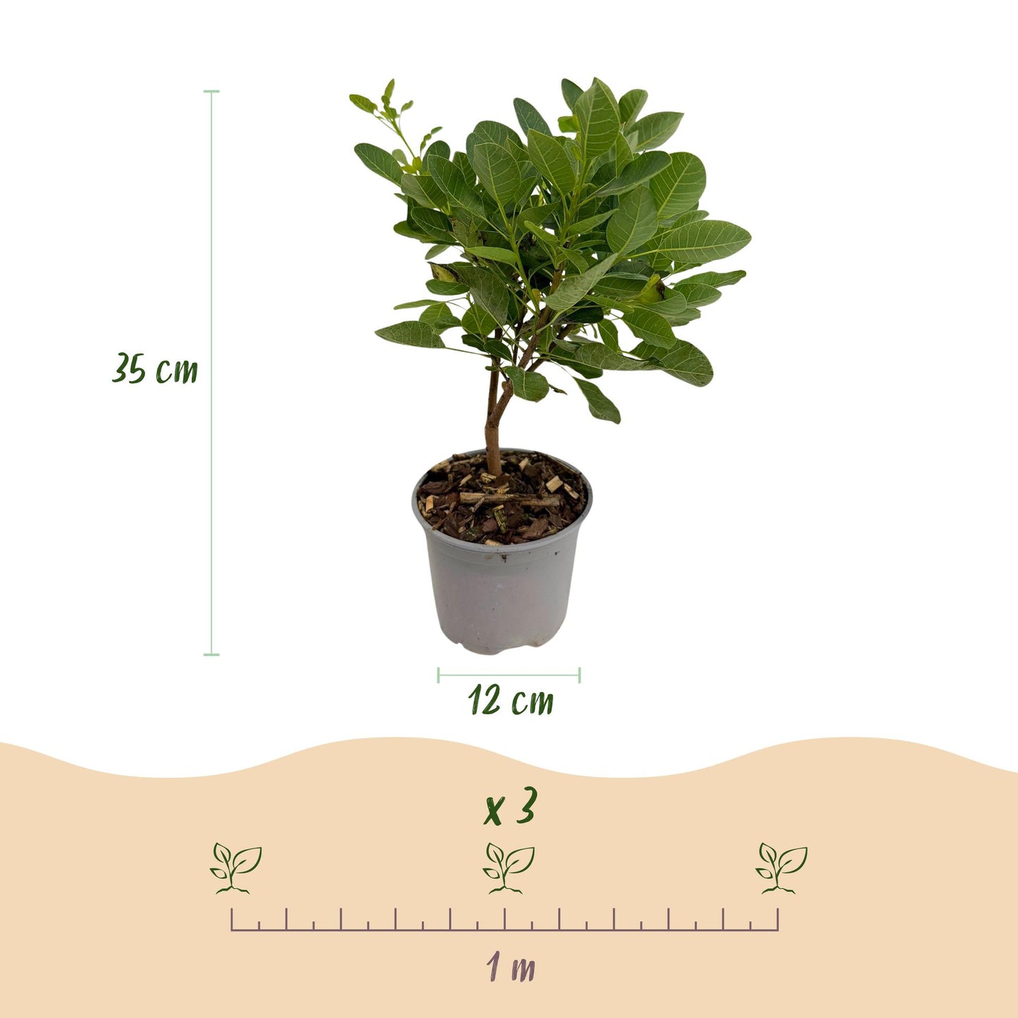Cotinus coggyria 'Young Lady' - Pruikenboom - hoogte 35cm
