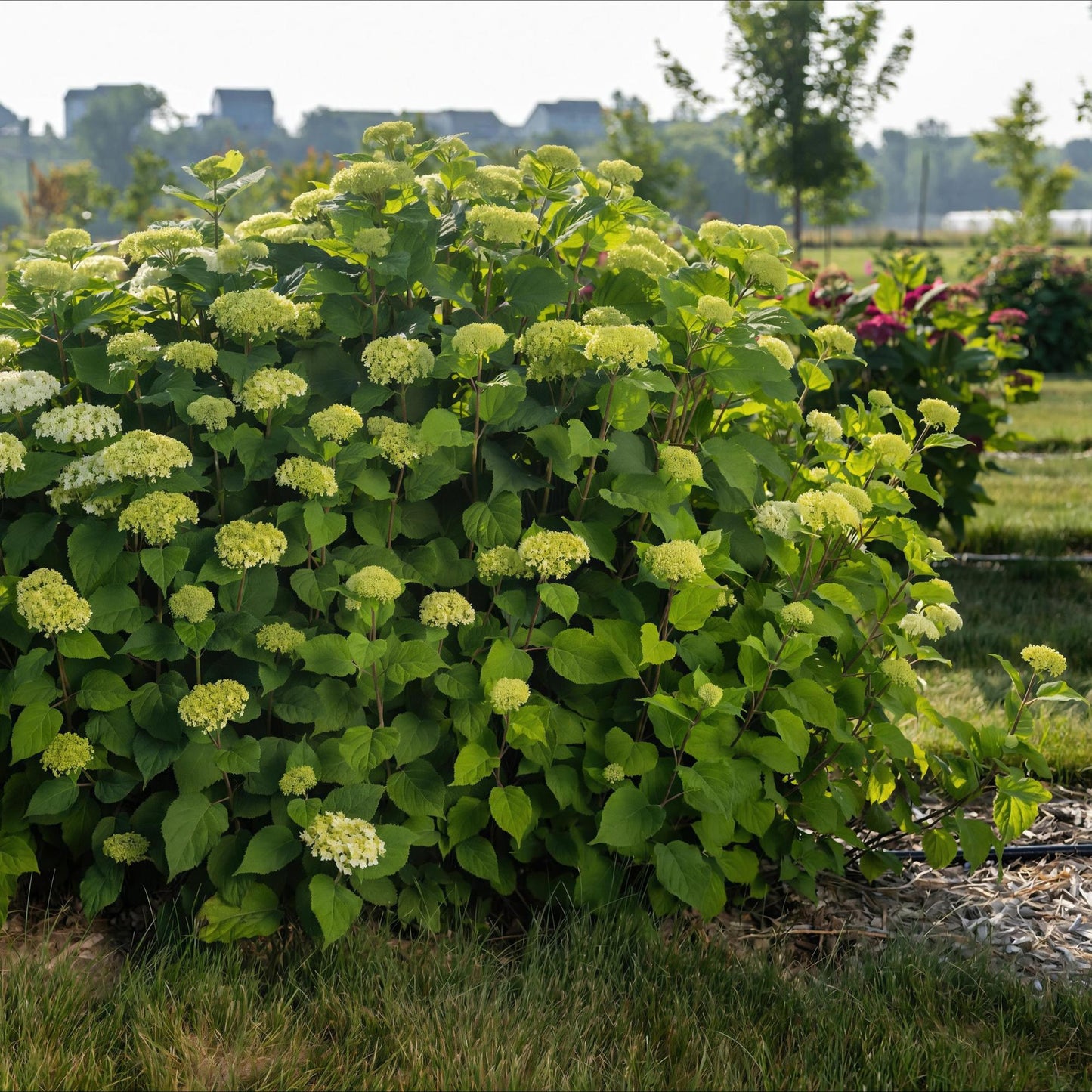 Hydrangea arborescens 'FlowerWOW' - Hortensia - hoogte 20-30cm