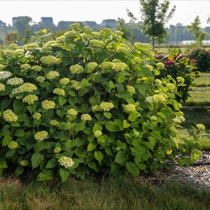 Hydrangea arborescens 'FlowerWOW' - Hortensia - hoogte 20-30cm