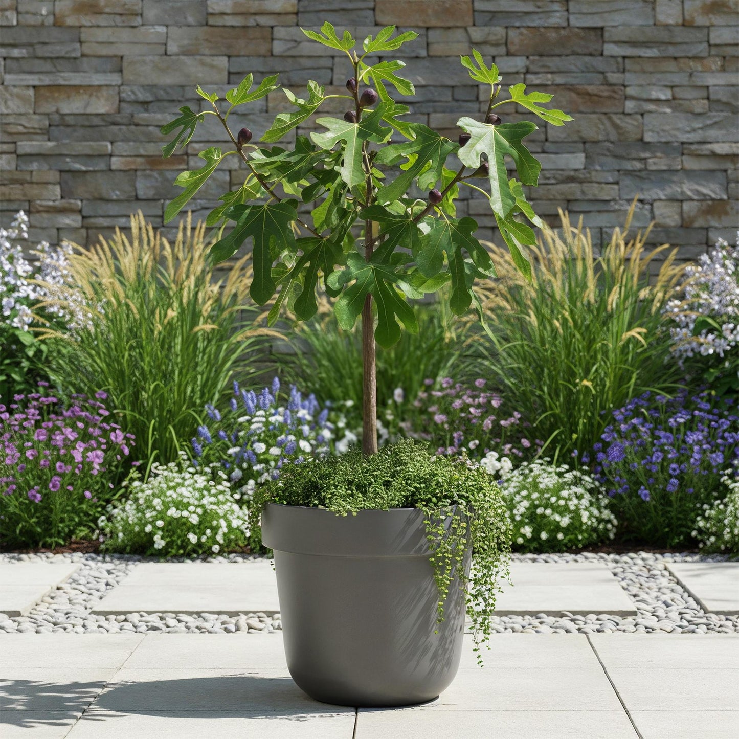 Ficus carica 'Little Miss Figgy' op stam - Vijg - hoogte 90cm
