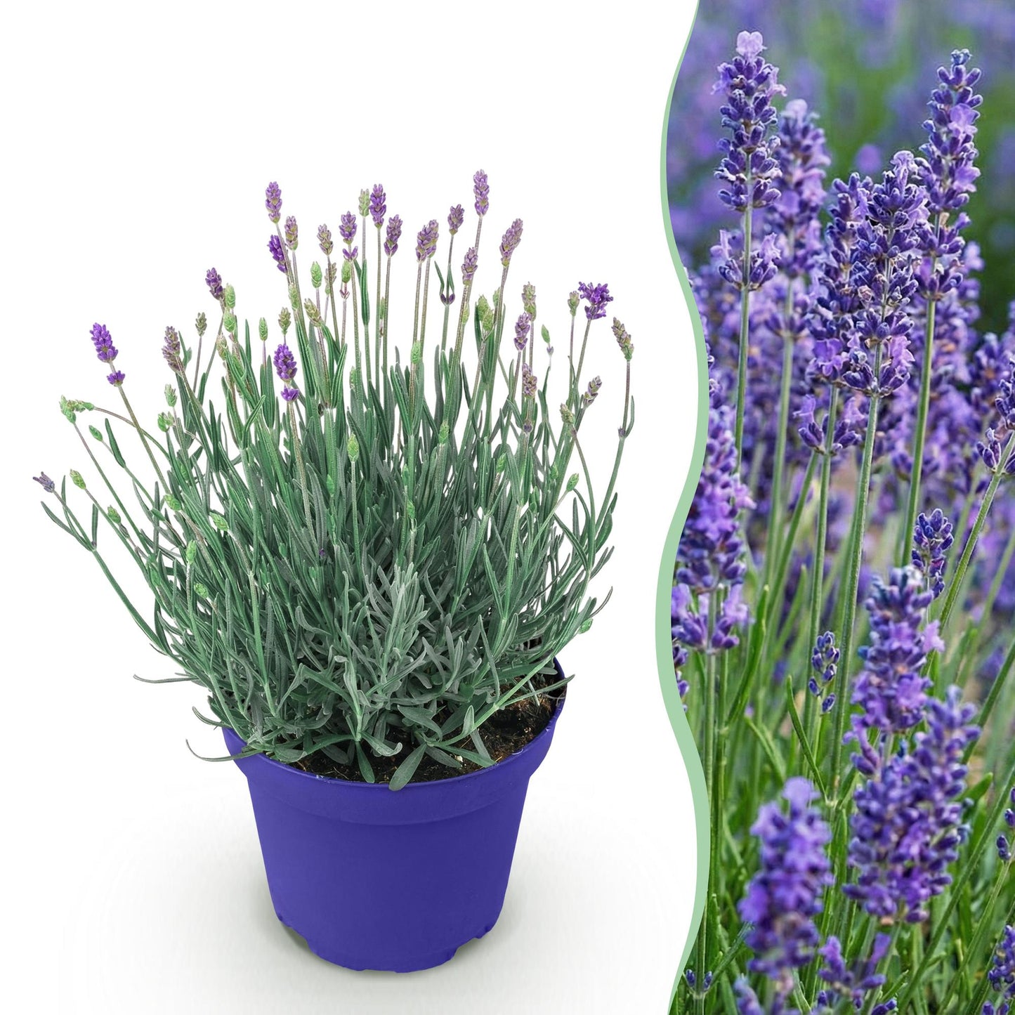 Lavandula angustifolia 'Hidcote' - Lavendel