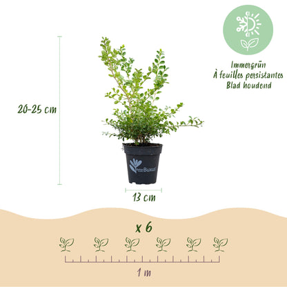 Green boutiQ - Buxus Haag - BetterBuxus Babylon Beauty - Resistant tegen de Buxus schimmel - 12 planten - 2 strekkende meter - pot 13cm hoogte 30-35