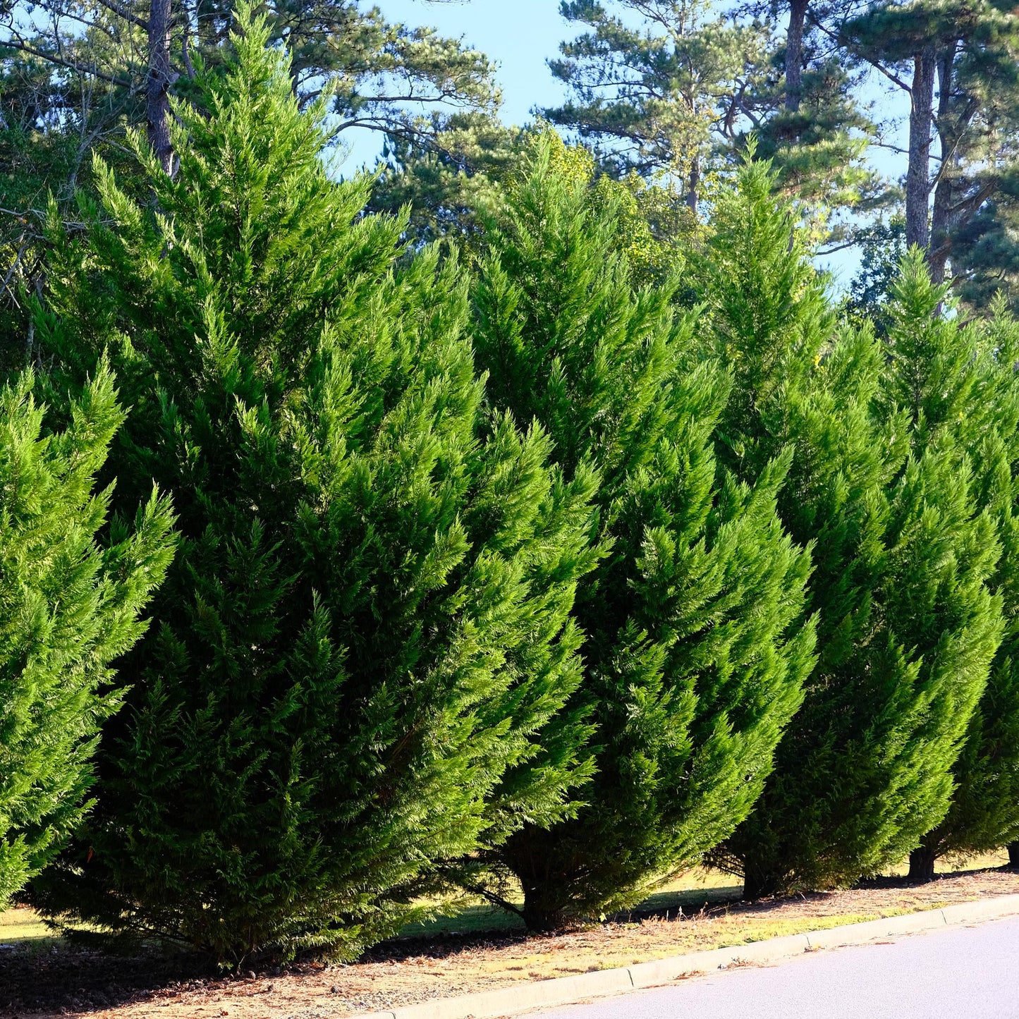 Cupressocyparis leylandii - Leylandcipres - hoogte 35-40cm