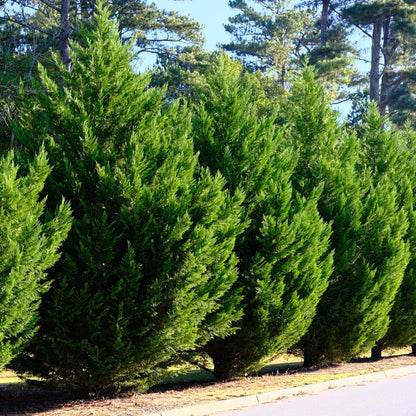 Cupressocyparis leylandii - Leylandcipres - hoogte 35-40cm