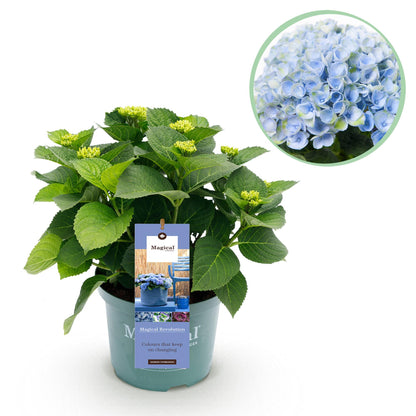 Hydrangea 'Magical Revolution Blue' - Blauwe Hortensia - 6-10 bloemen - hoogte 55cm