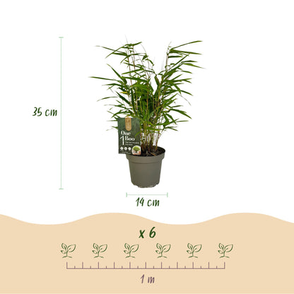 Green boutiQ - Bamboe - Fargesia rufa - Groen - 4 Planten - Bladhoudend - Niet Woekerend- Pot 14cm Hoogte 35cm