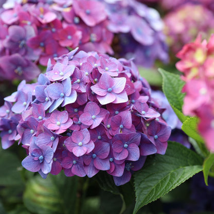 Green boutiQ - Tuinplant - Hydrangea Endles Summer Summer Love Purple - Hortensia - Winterhard - Paars - 4 Planten - Pot 14cm - Hoogte 20-25cm