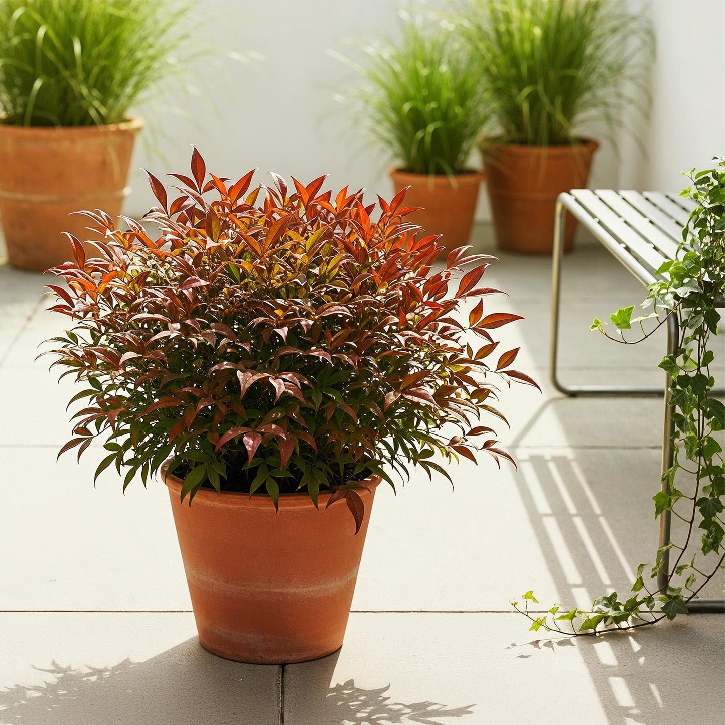 Nandina 'Gulfstream' - Schijnbamboe - hoogte 45cm