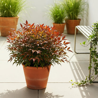 Nandina 'Gulfstream' - Schijnbamboe - hoogte 45cm