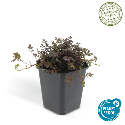 Acaena microphylla 'Kupferteppich' - Stekelnootje