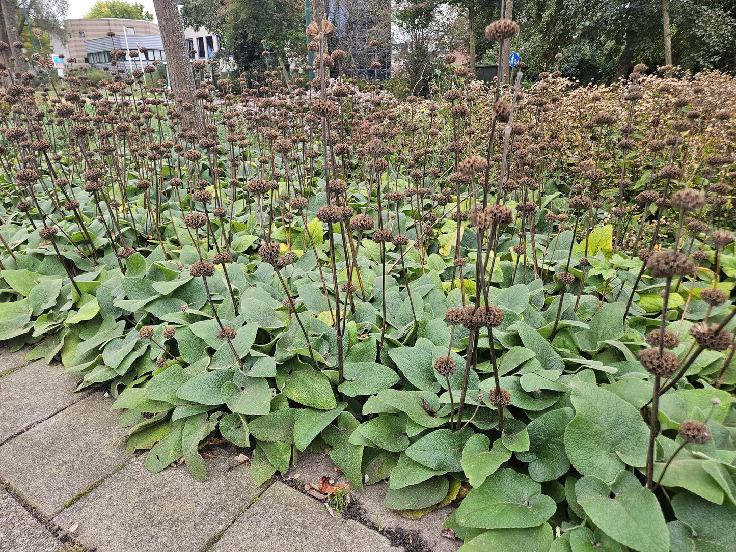 Phlomis russeliana - Brandkruid