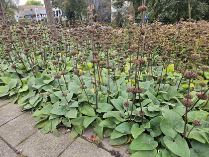 Phlomis russeliana - Brandkruid