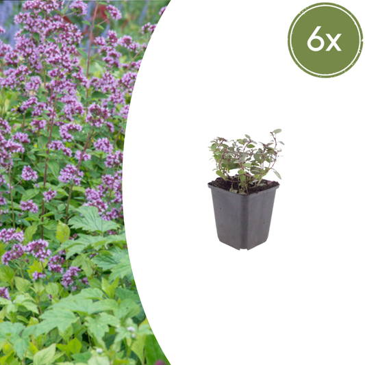 Origanum laevigatum 'Herrenhausen' - Marjolein