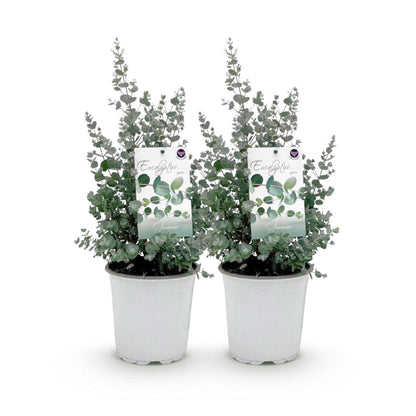 Eucalyptus gunni - Eucalyptus - Grijs - 2 Planten - Winterhard - Pot 17cm Hoogte 40cm