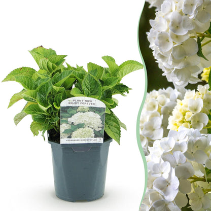Hydrangea macrophylla 'White' - Bolhortensia - hoogte 30cm