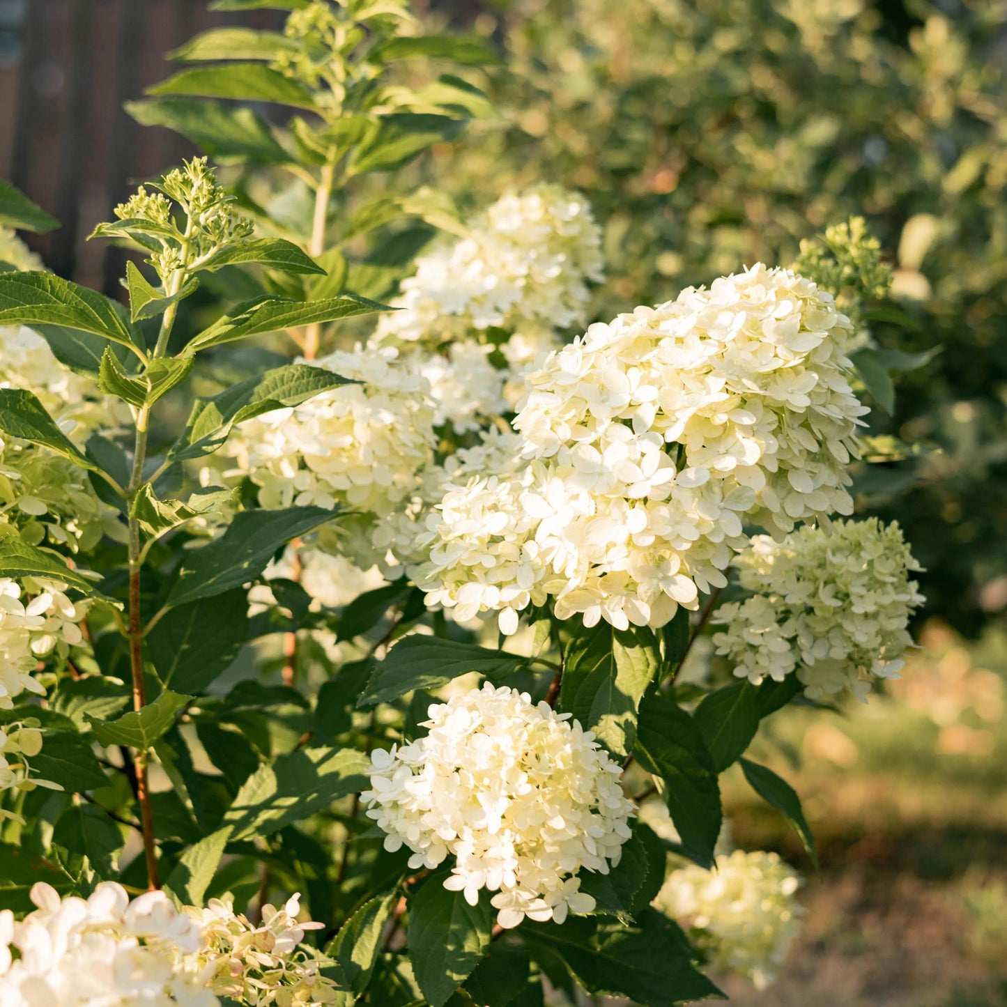 Hydrangea panniculata 'Limelight' - Pluimhortensia - hoogte 20-30cm