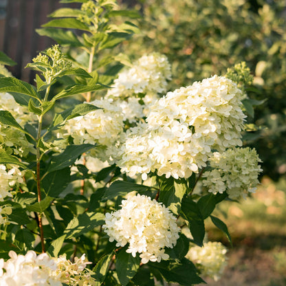 Hydrangea panniculata 'Limelight' - Pluimhortensia - hoogte 20-30cm