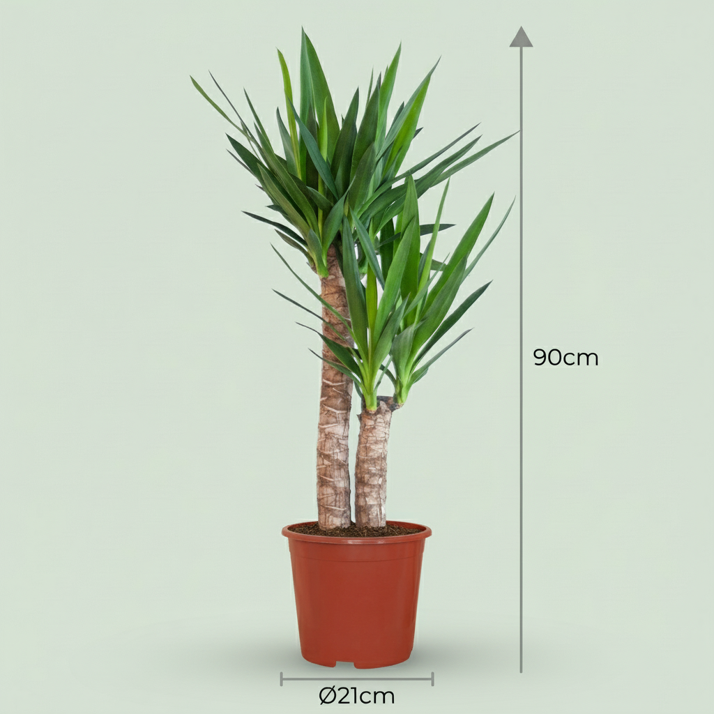 Yucca Elephantipes - Palmlelie - pot 21cm - hoogte 80 - 90cm
