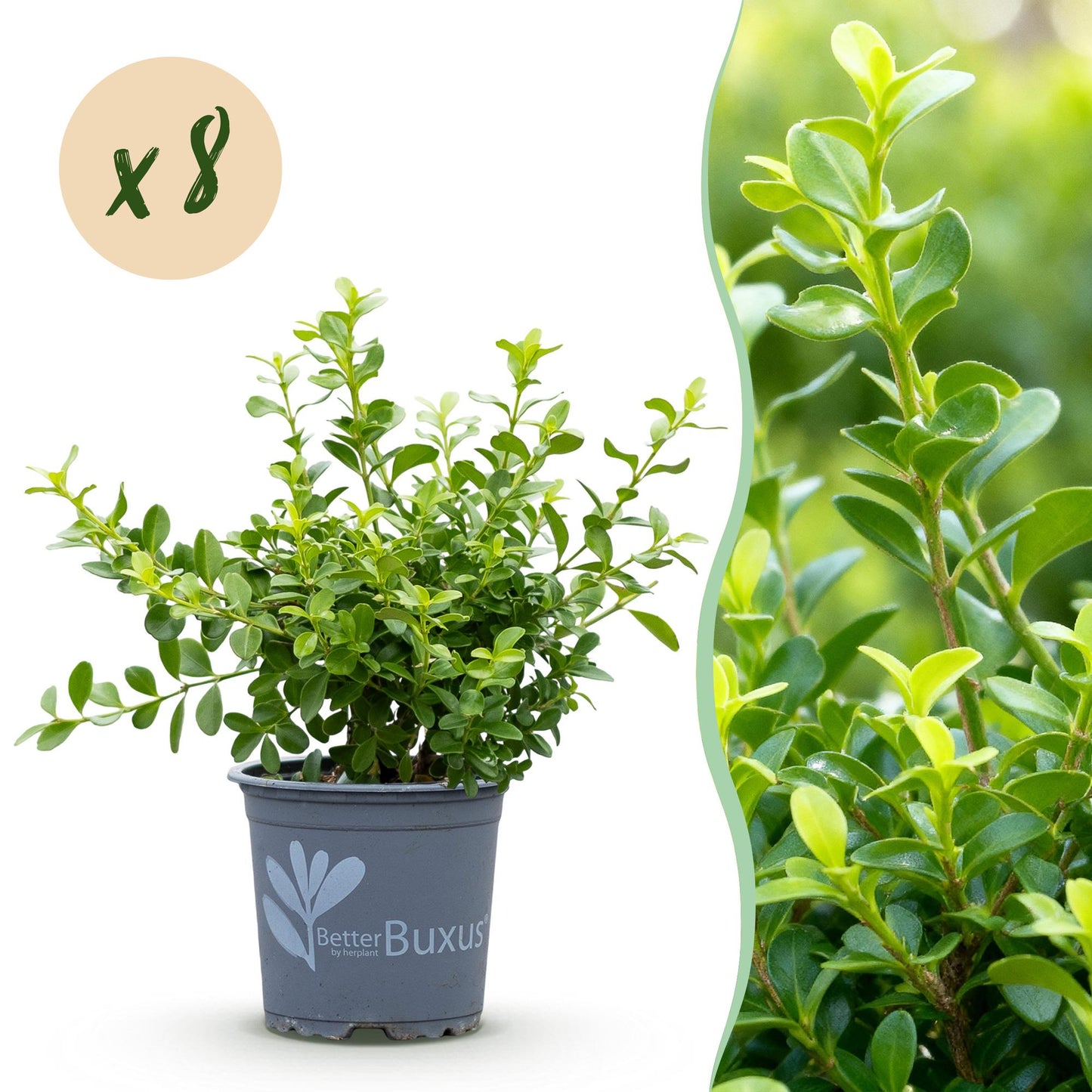 Buxus 'Babylon Beauty' - Resistant tegen de Buxus schimmel - 8 planten - 1 strekkende meter - pot 9cm hoogte 20-25