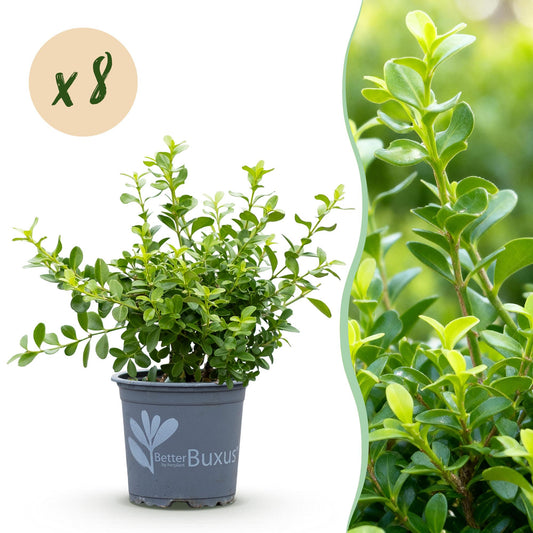 Buxus 'Babylon Beauty' - Resistant tegen de Buxus schimmel - 8 planten - 1 strekkende meter - pot 9cm hoogte 20-25