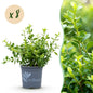 Buxus 'Babylon Beauty' - Resistant tegen de Buxus schimmel - 8 planten - 1 strekkende meter - pot 9cm hoogte 20-25