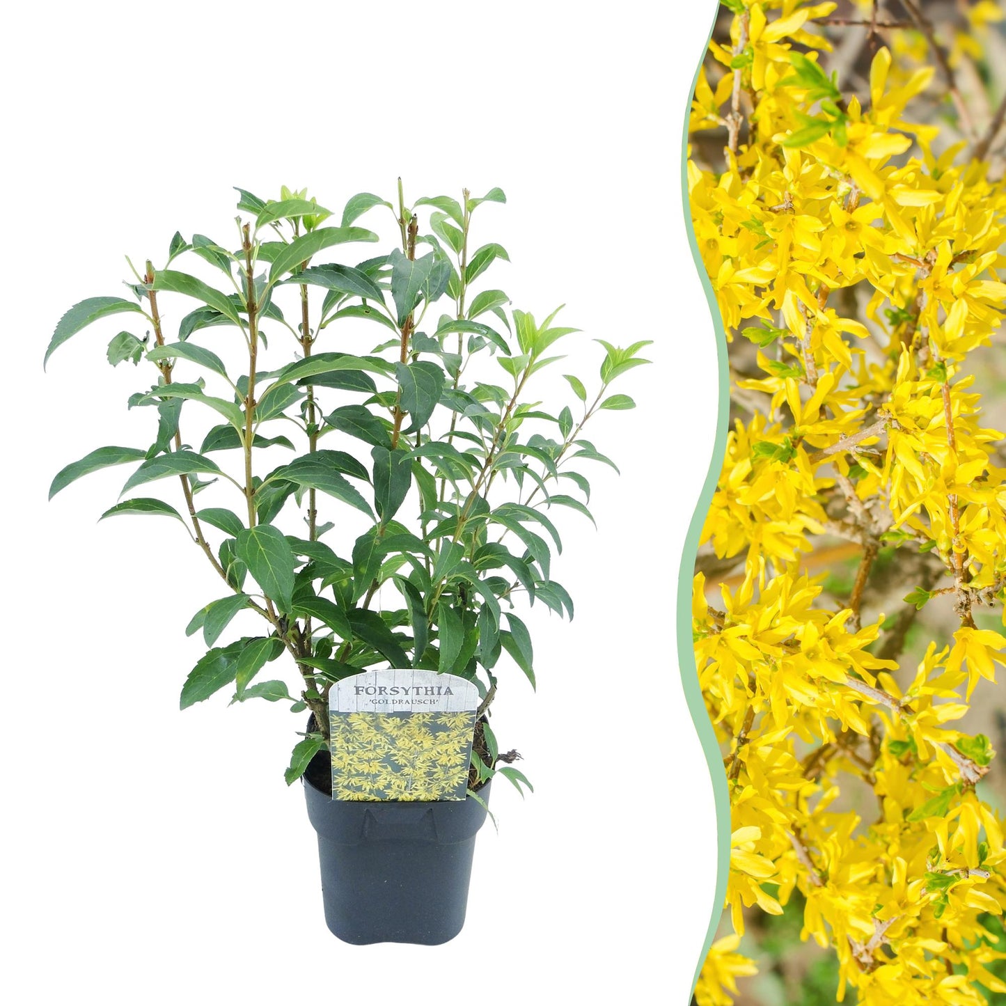 Forsythia intermedia 'Goldrauch' - Chinees Klokje - hoogte 45cm