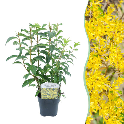 Forsythia intermedia 'Goldrauch' - Chinees Klokje - hoogte 45cm