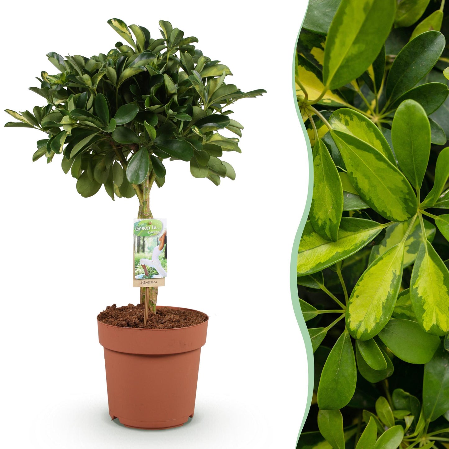 Schefflera Gold Capelle - Vingerboom - pot 21cm - hoogte 70-81cm