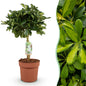 Schefflera Gold Capelle - Vingerboom - pot 21cm - hoogte 70-81cm