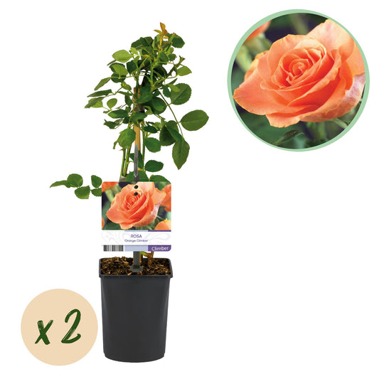 Rosa 'Orange Climber' - Klimroos