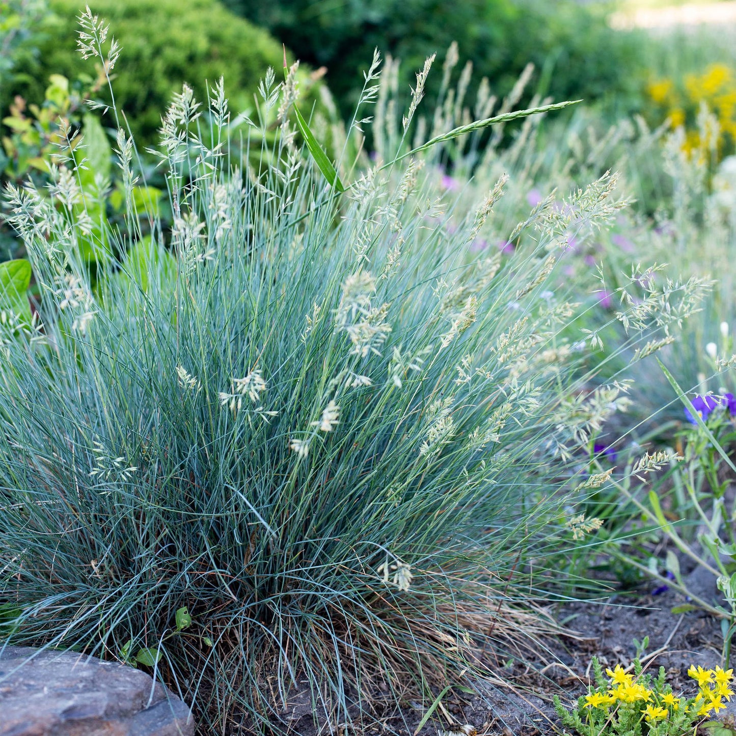Green boutiQ - Siergrassen - Festuca glauca Intense Blue  - Blauw - 4 Planten - Bladhoudend - Weinig Onderhoud - Pot 17cm Hoogte 50cm