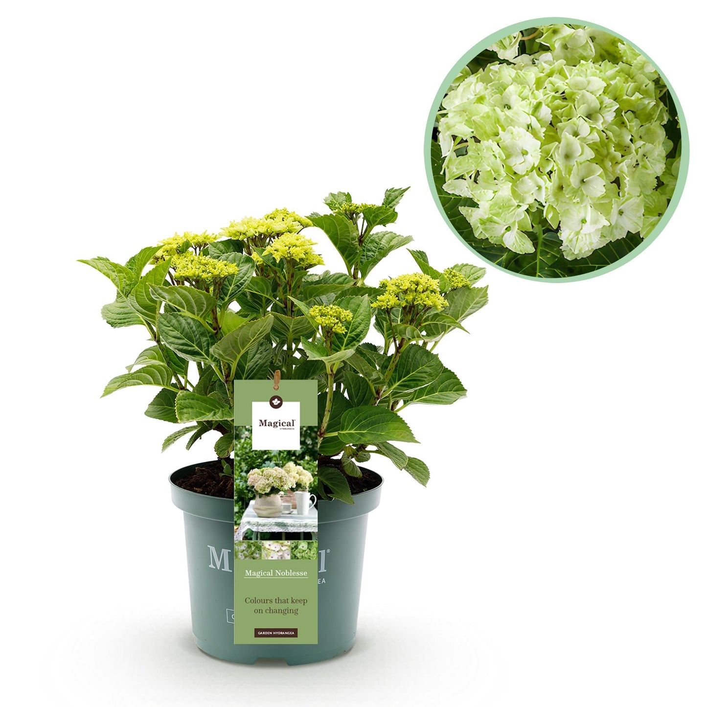 Hydrangea 'Magical Nobless' - Witte Hortensia - 6-10 bloemen - hoogte 55cm