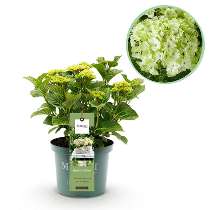 Hydrangea 'Magical Nobless' - Witte Hortensia - 6-10 bloemen - hoogte 55cm