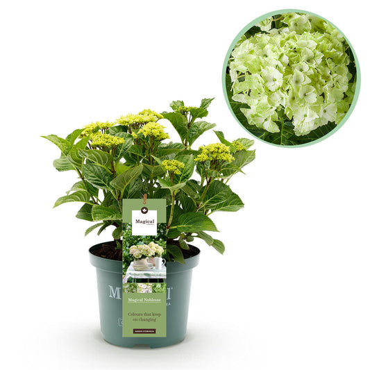 Hydrangea 'Magical Nobless' - Witte Hortensia - 6-10 bloemen - hoogte 55cm