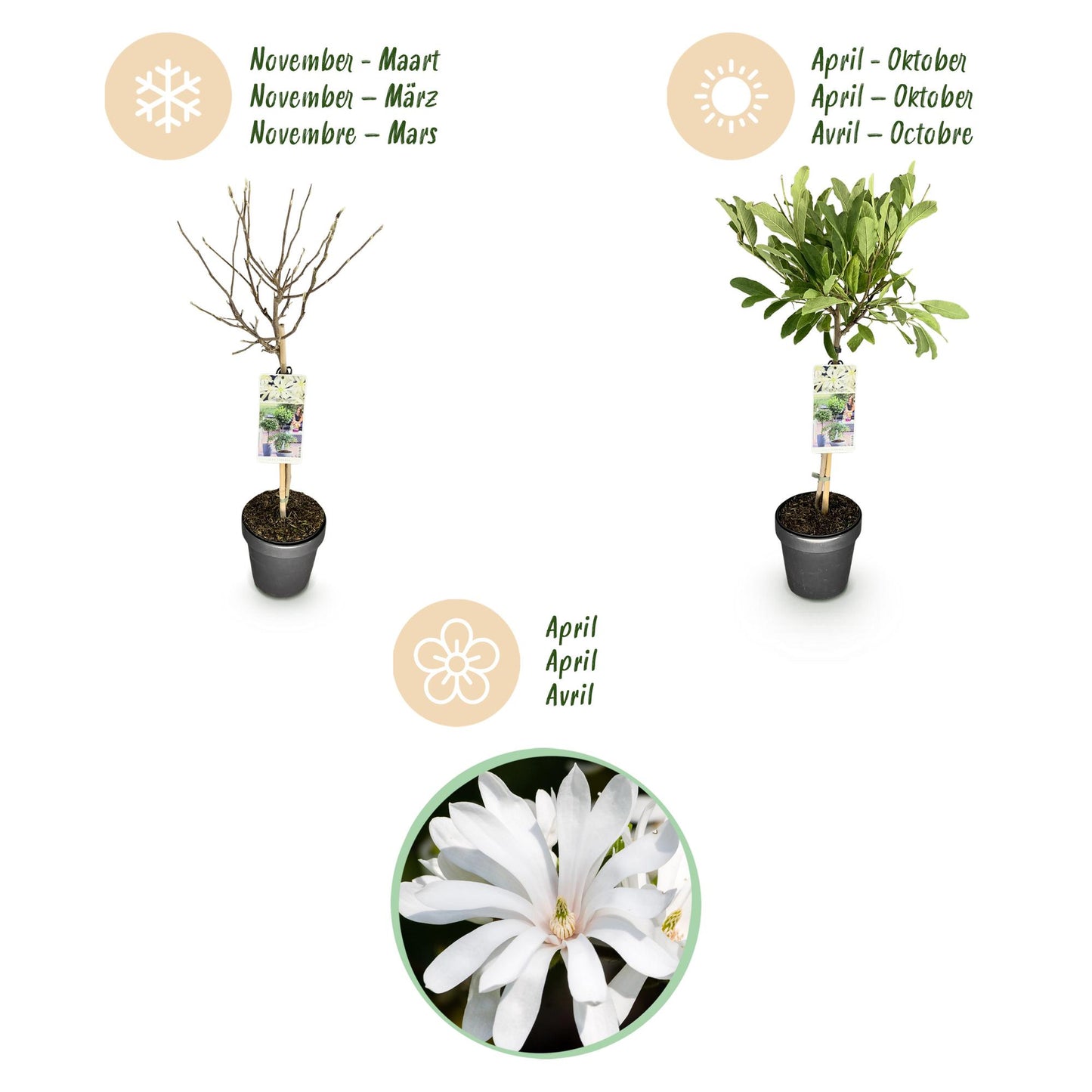 Magnolia stellata op stam - Stermagnolia - hoogte 90cm