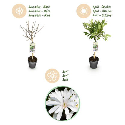 Magnolia stellata op stam - Stermagnolia - hoogte 90cm