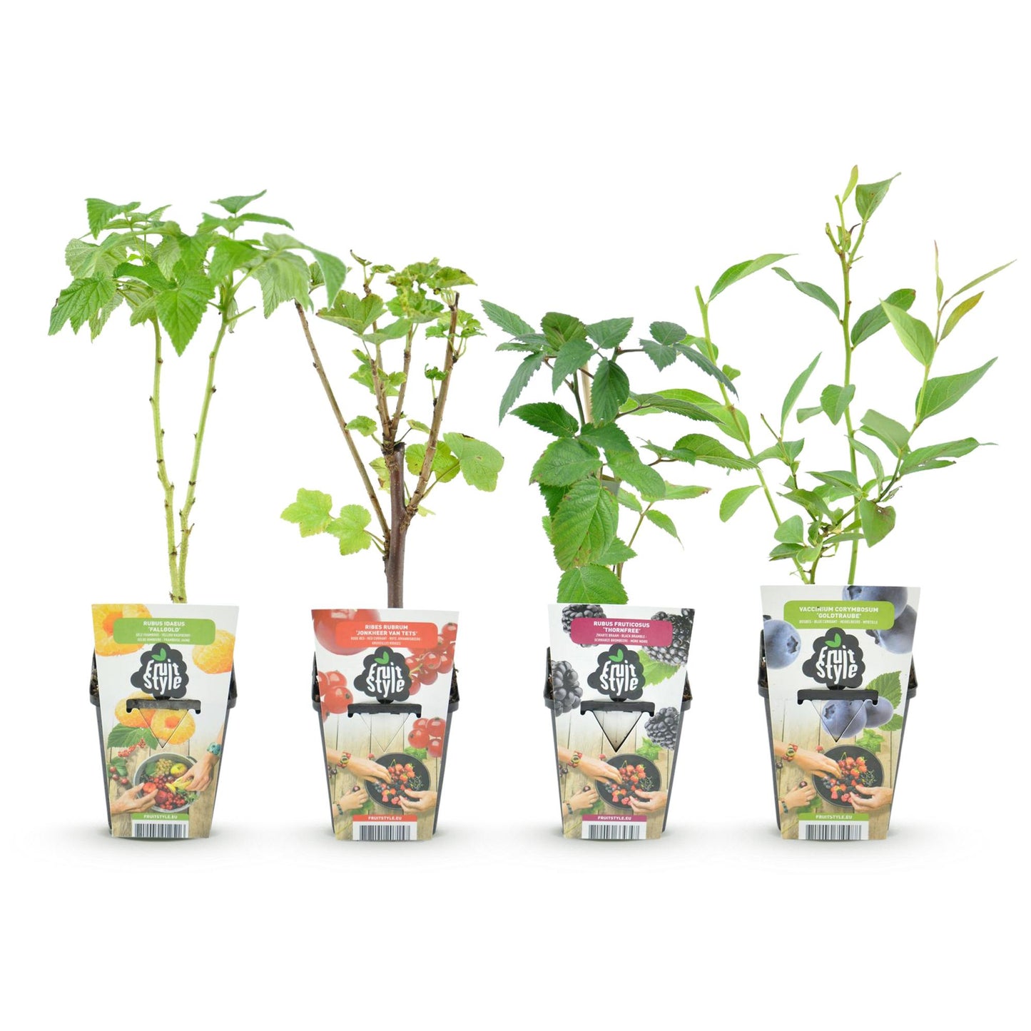 Fruitplantenmix - Rode Bes, Gele Framboos, Zwarte Braam, Blauwe Bes - 4 planten - Pot  9cm